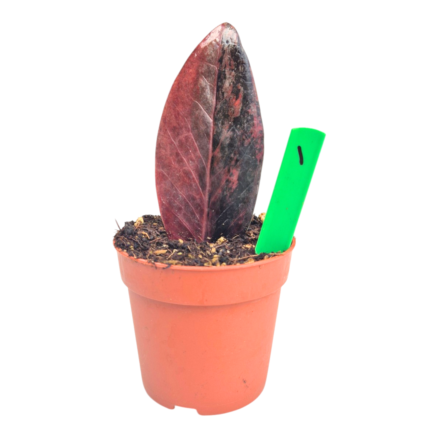 Selected Zamioculcas Black Pink Orange – Casa Botanica