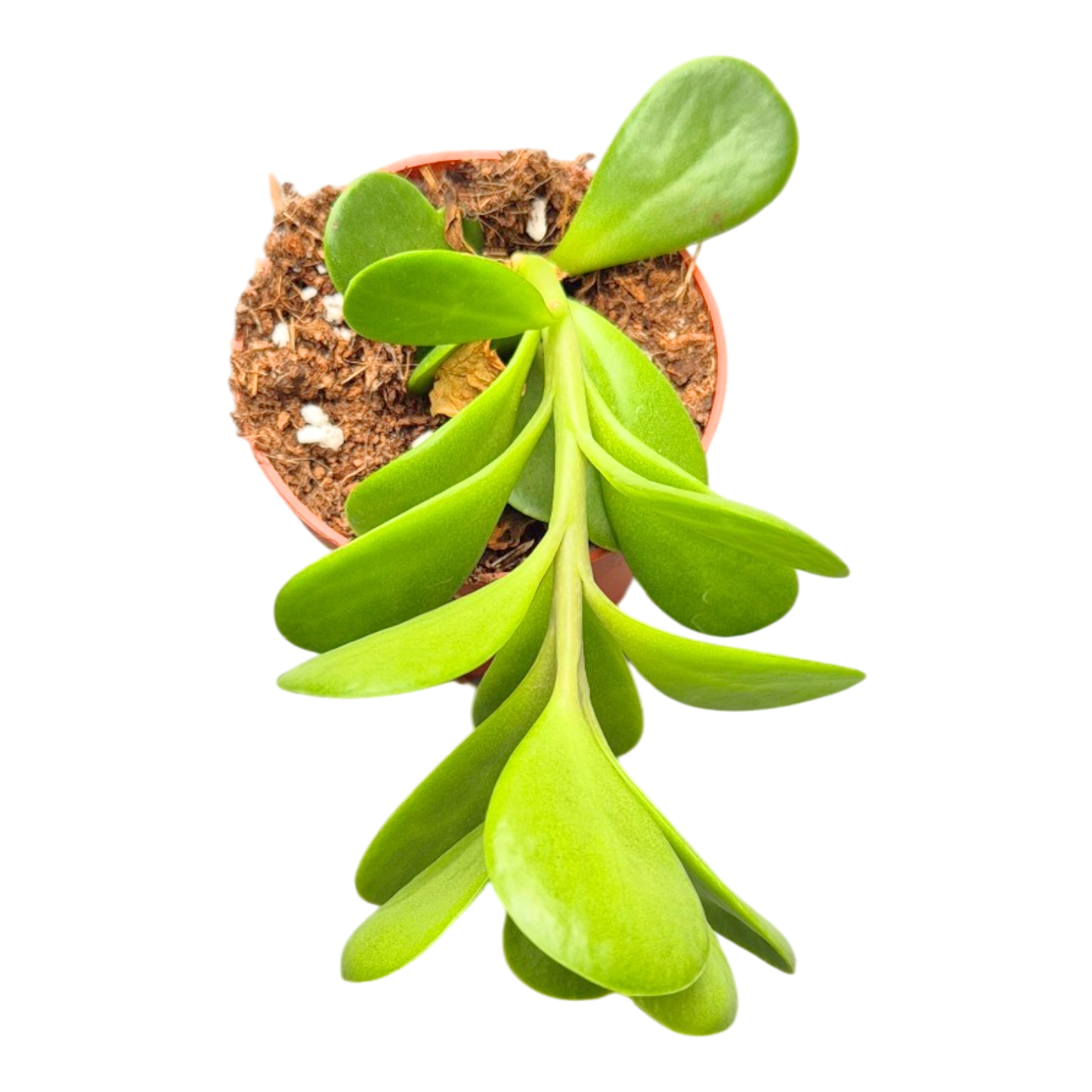 Senecio Jacobsenii