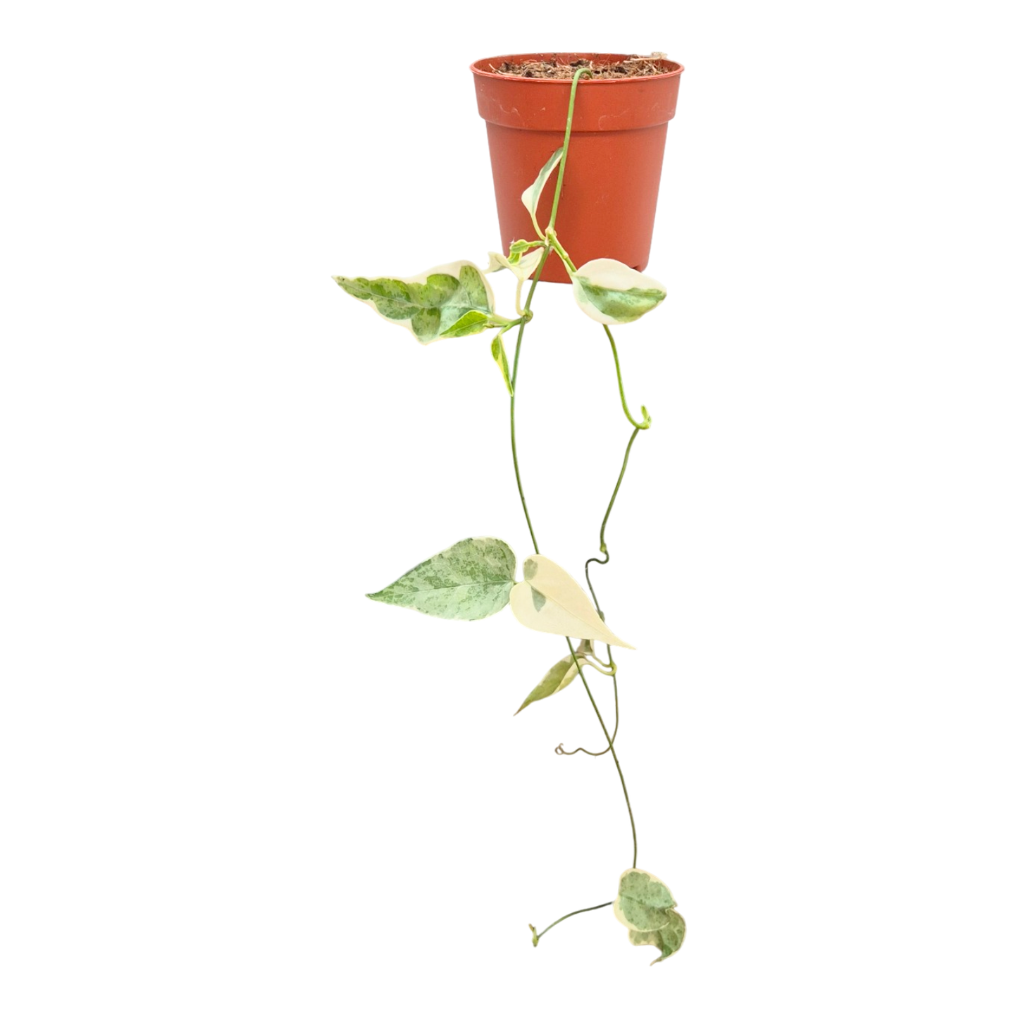 Streptocaulon « Juventas Variegata »