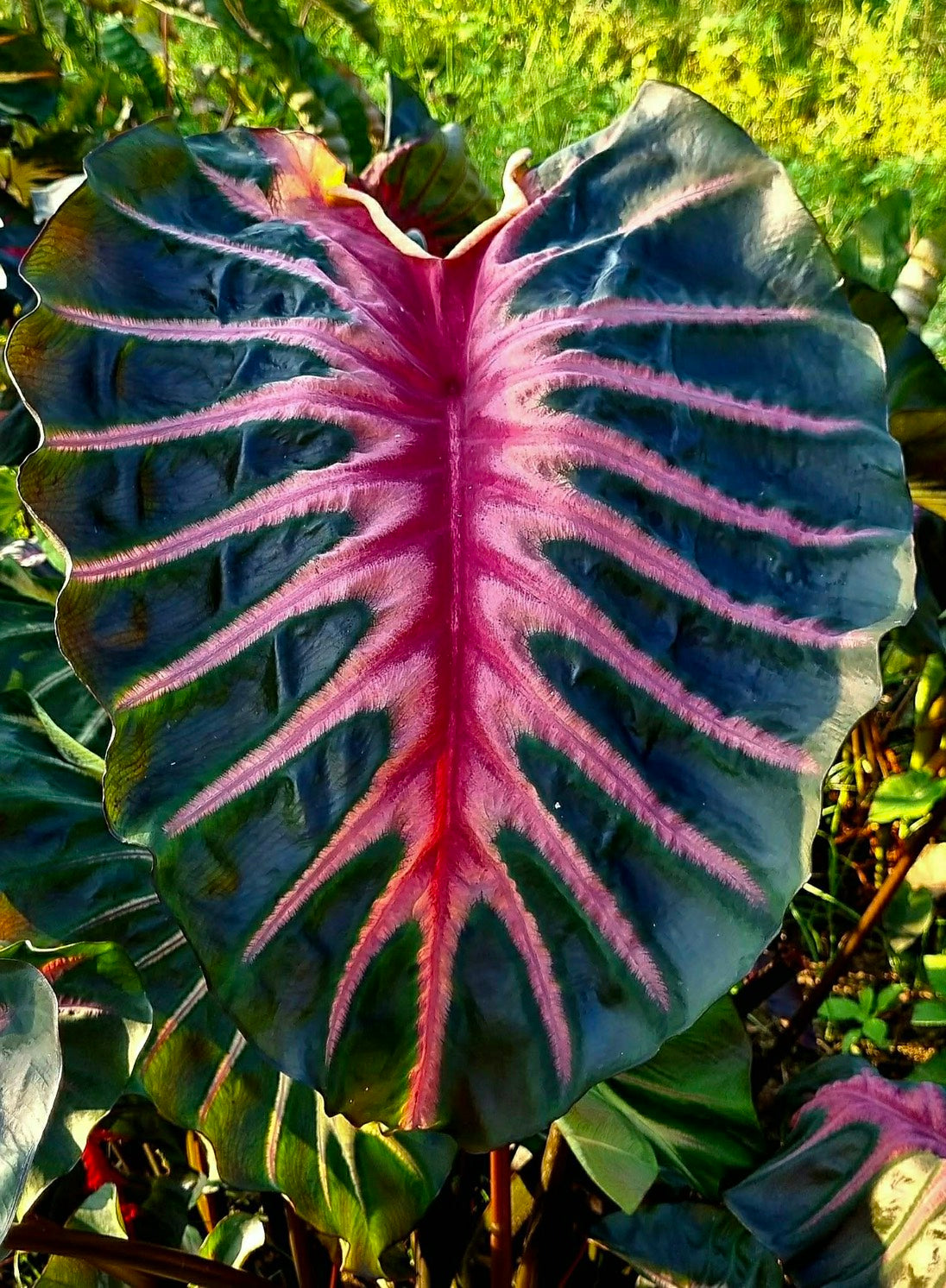 Colocasia hybride Black Panther