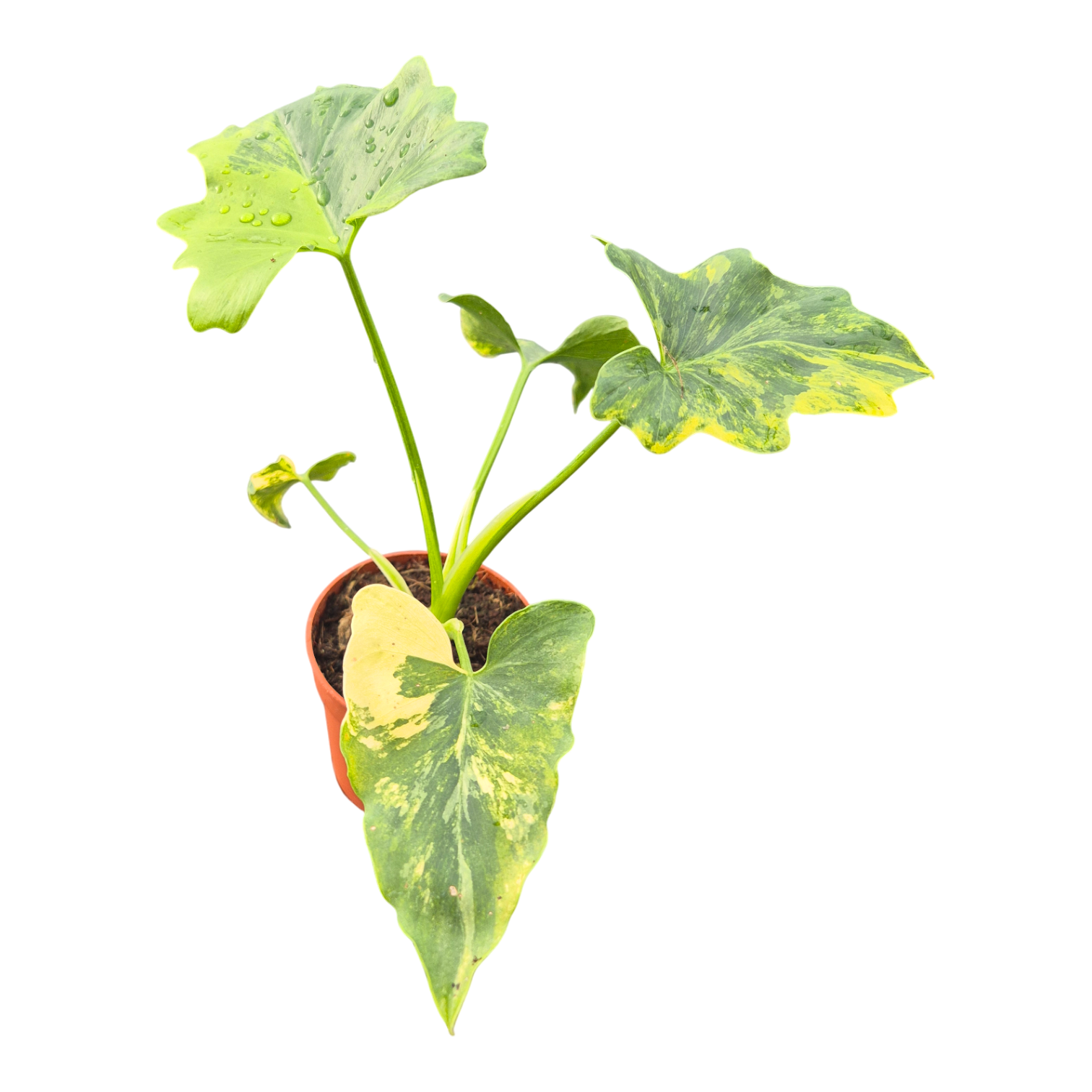 Thaumatophyllum bipinnatifidum variegata