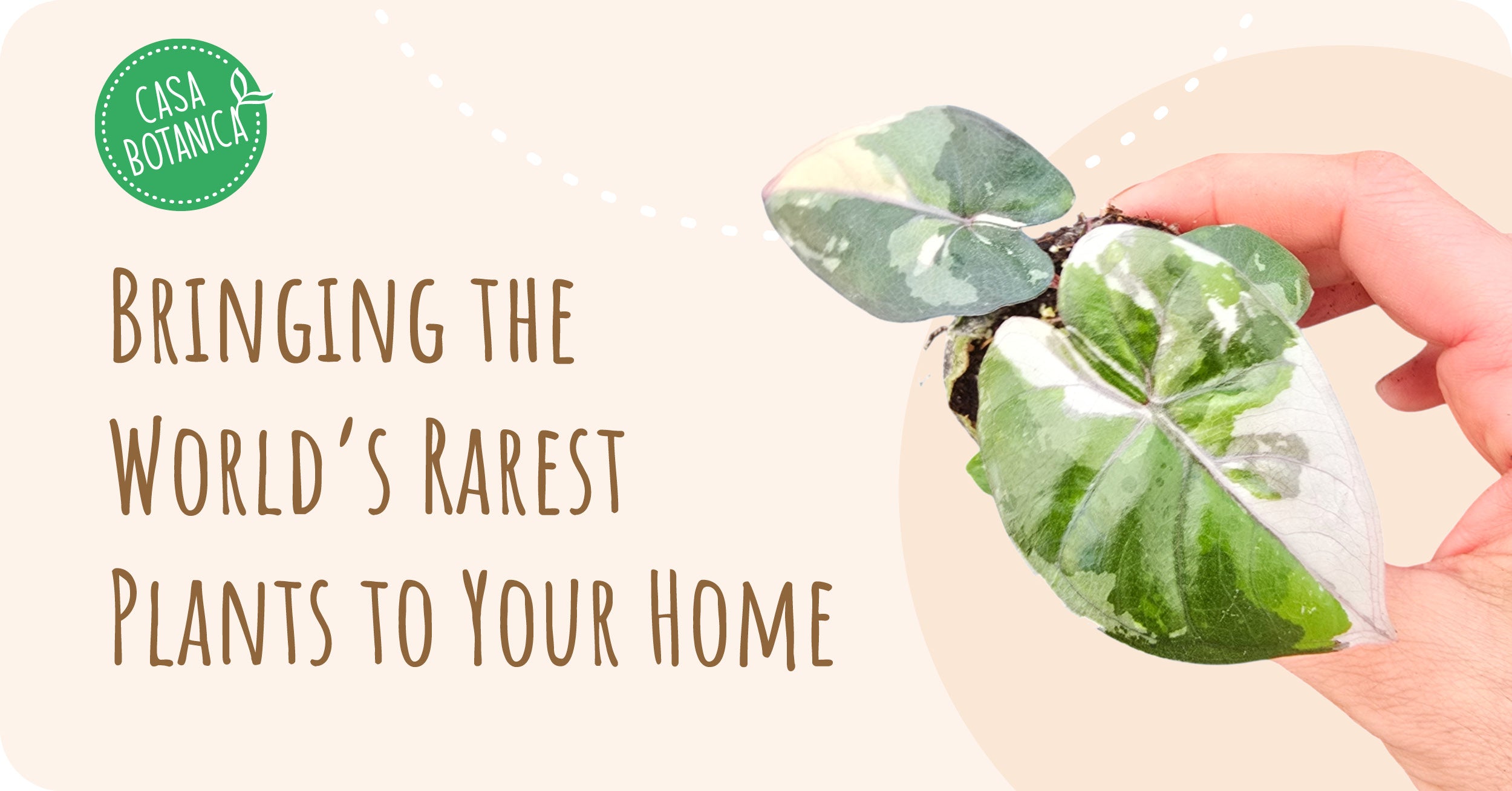 Casa Botanica – Rare and exclusive houseplants - From our own nursery
– Casa Botanica