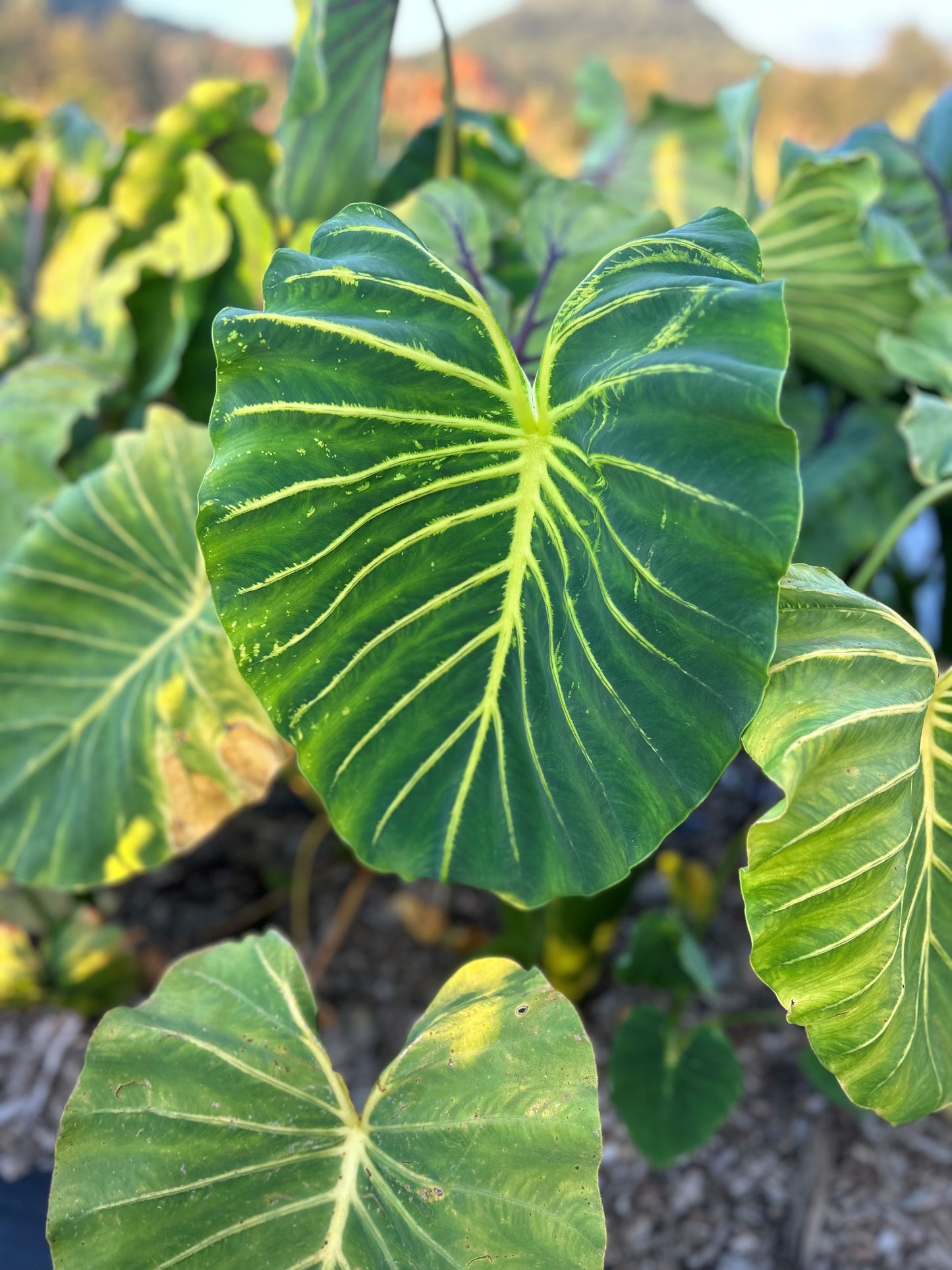 Colocasia-Hybride „Pharaohs Mask Yellow“