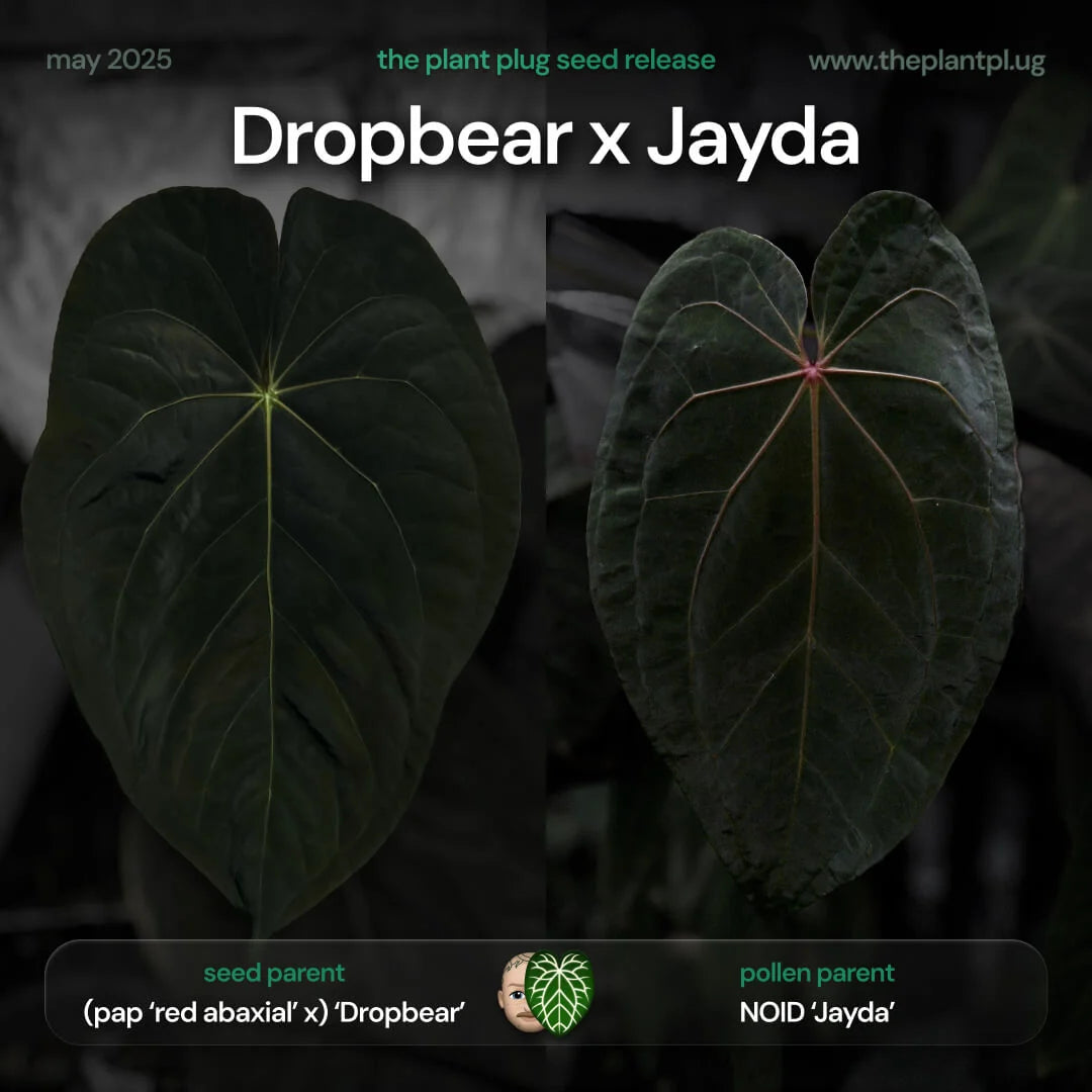 Selected Anthurium Papillilaminum Dropbear X No ID Jayda