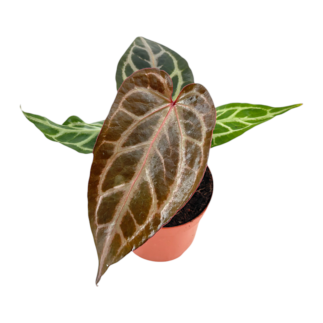 Anthurium Red Crystal Blush – Casa Botanica