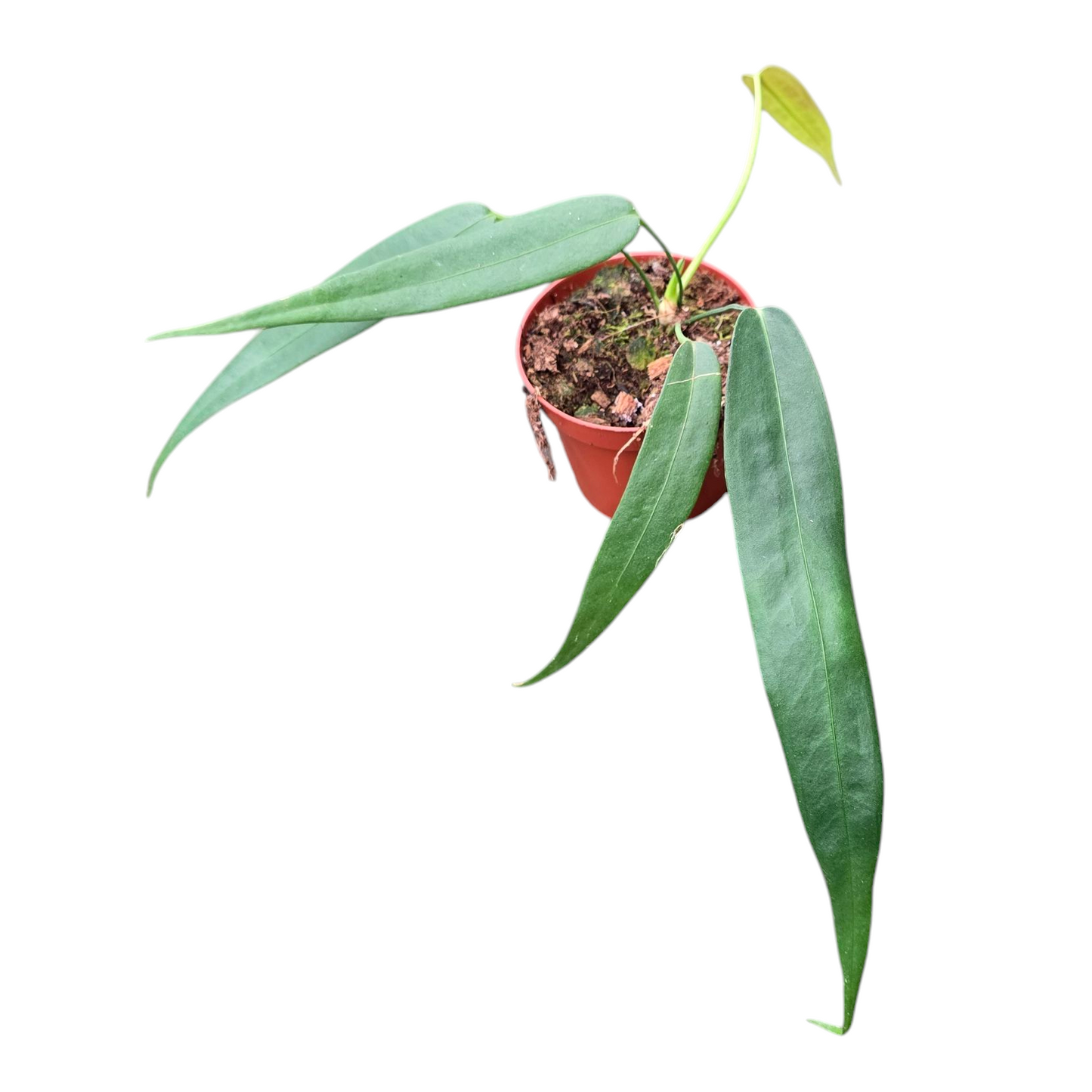 Anthurium Wendlingeri
