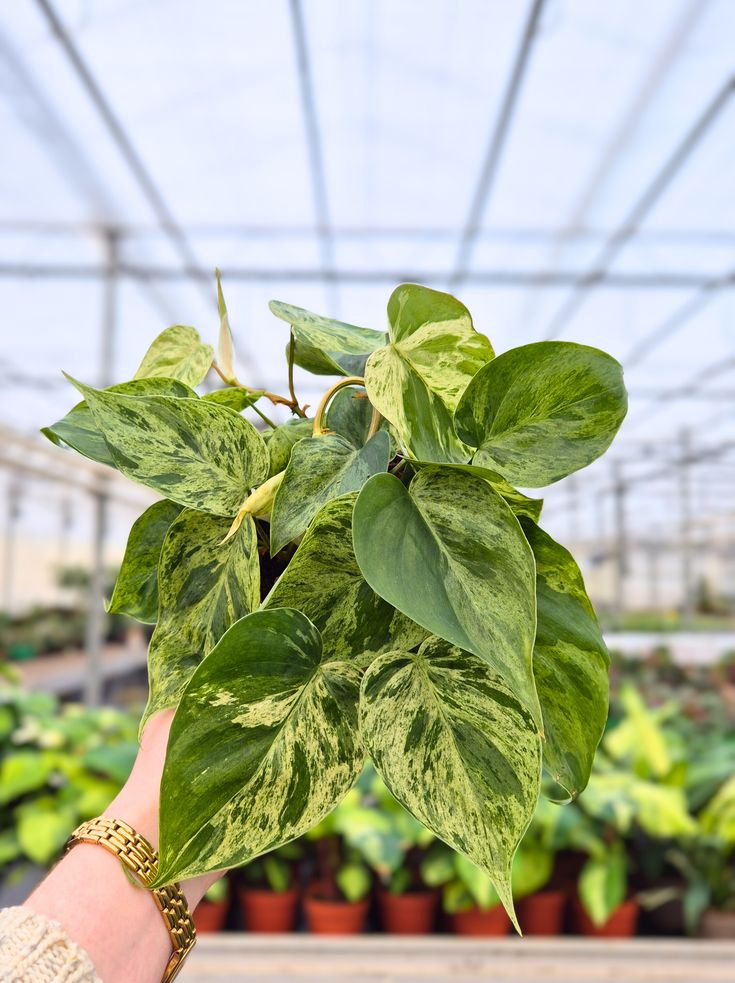 Philodendron Hederaceum Variegata