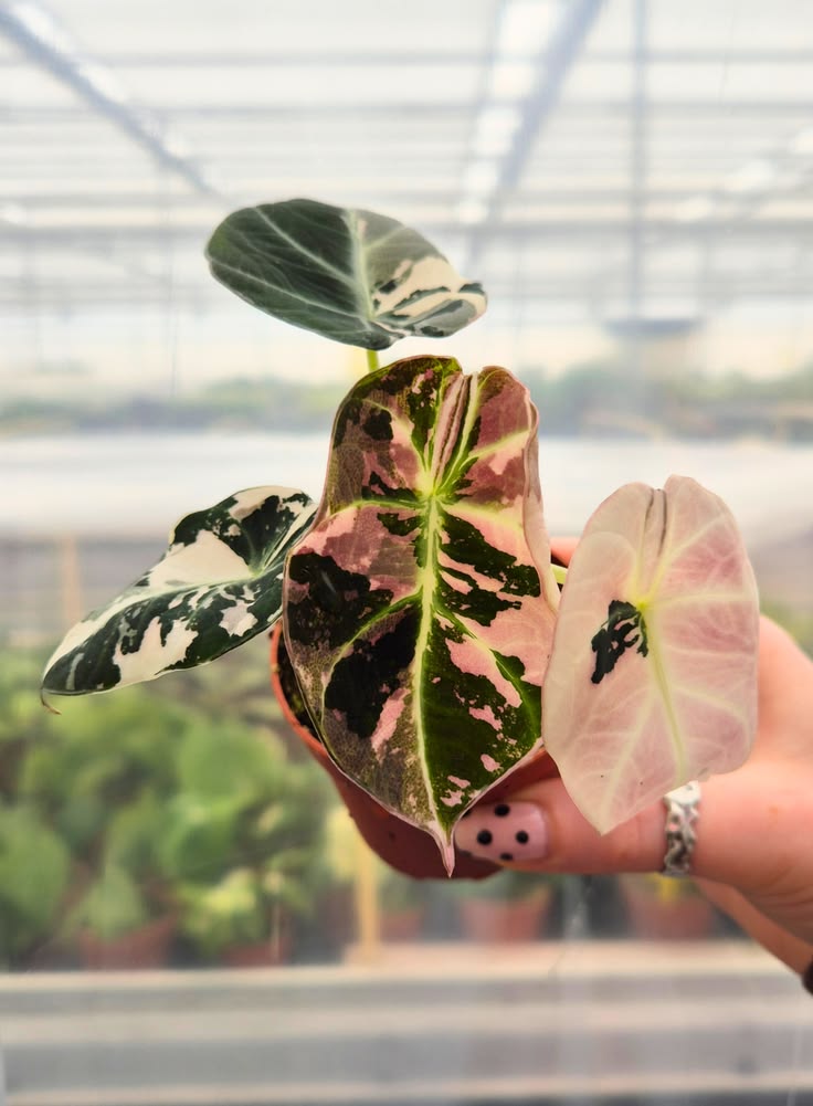 Alocasia Black Velvet Variegata Pink