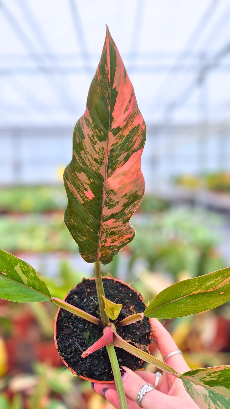 Philodendron Caramel Marble