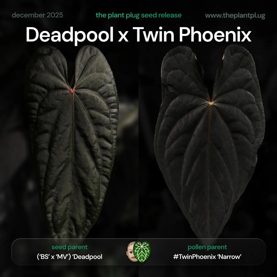Selected Anthurium Deadpool X Twin Phoenix Narrow