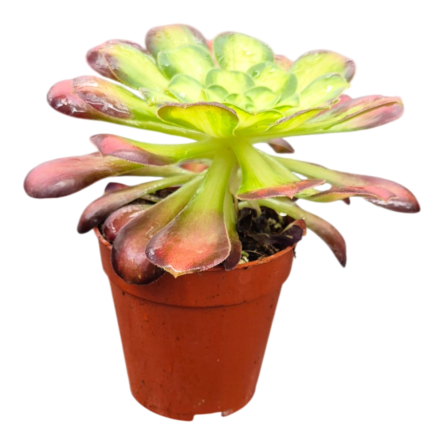 Aeonium Picasso