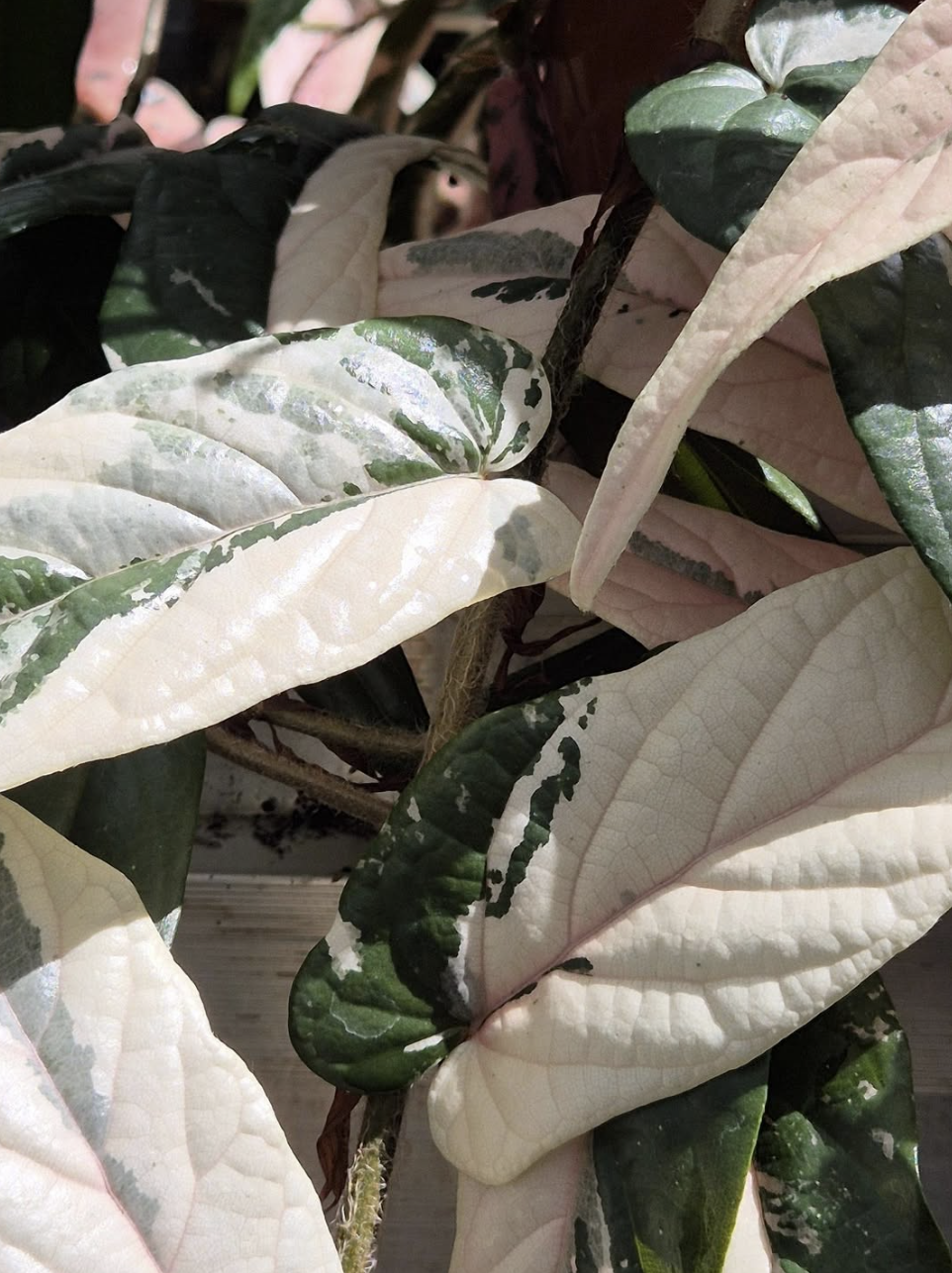 Ficus sagittata variegata pink