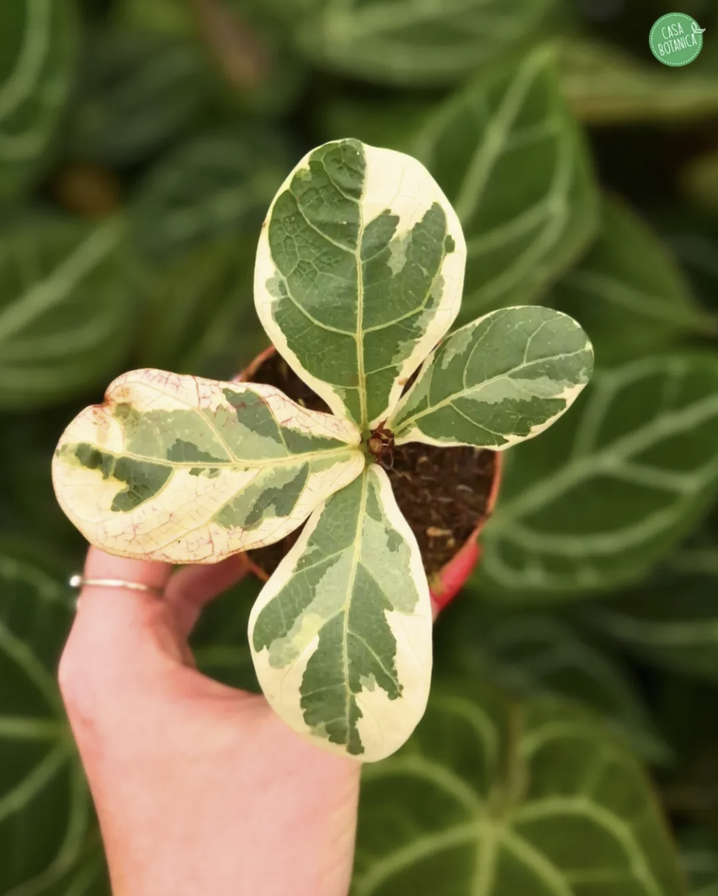 Ficus lyrata variegata