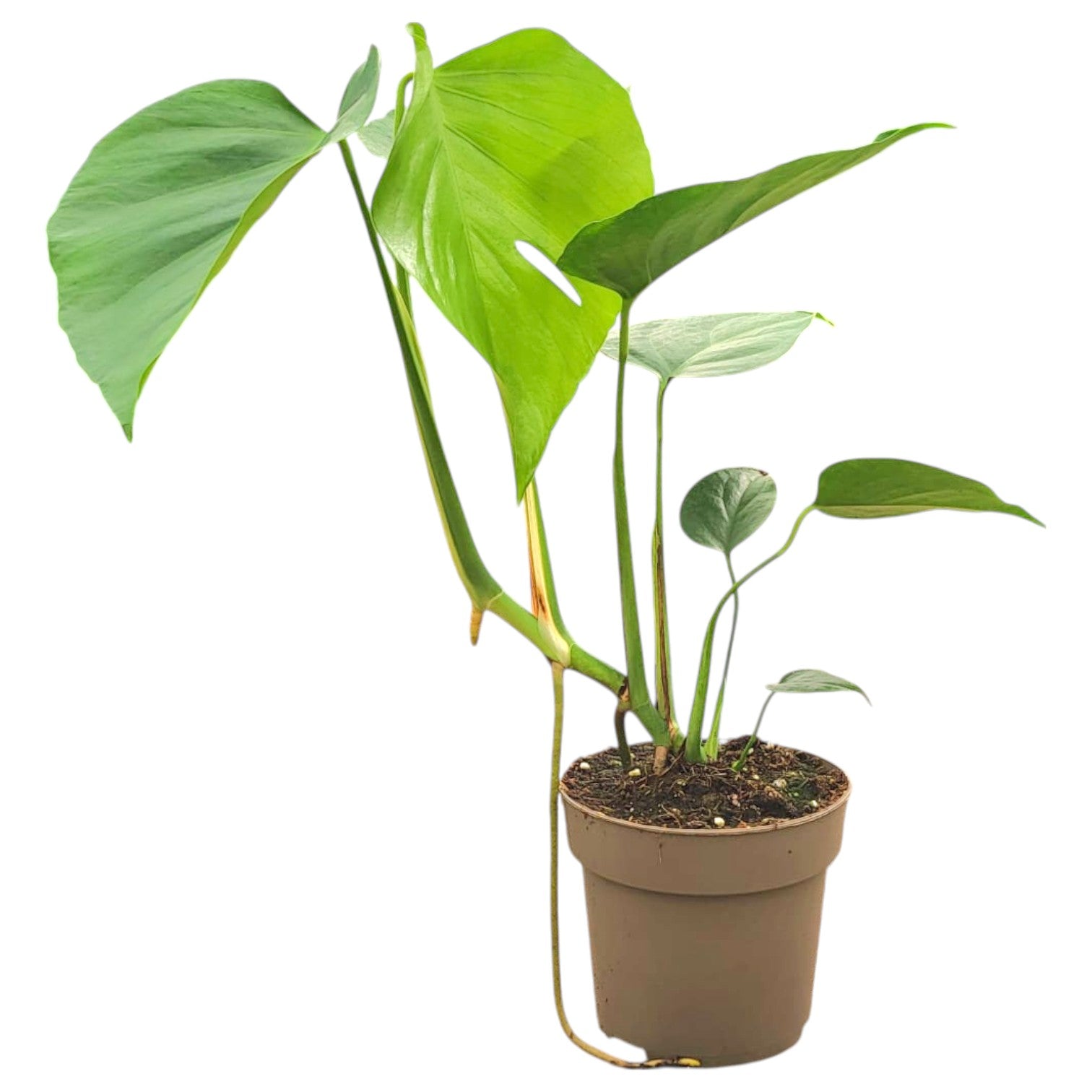 Monstera Sierrana – Casa Botanica