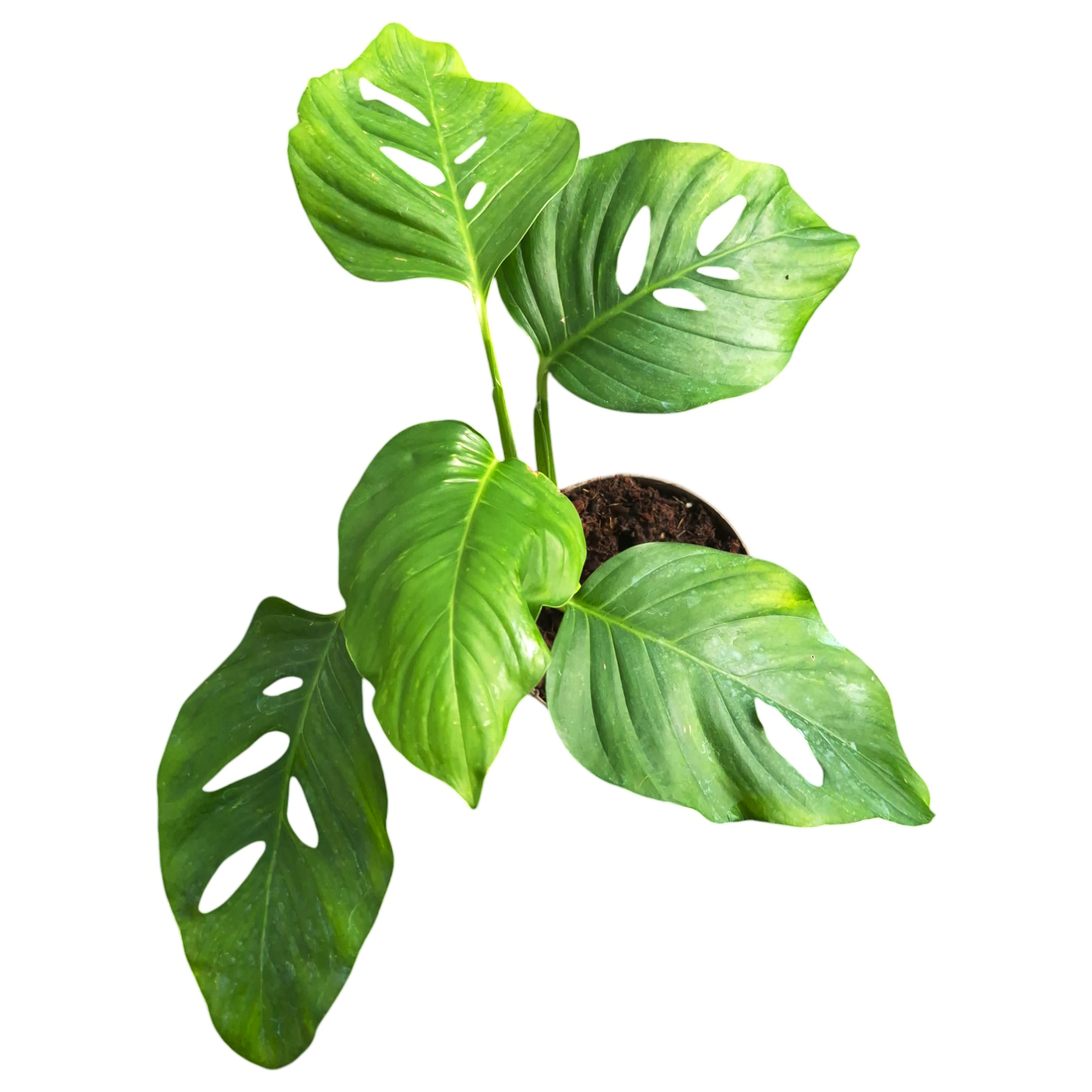 monstera adansonii blanchetii Monstera Blanchetii – Casa Botanica