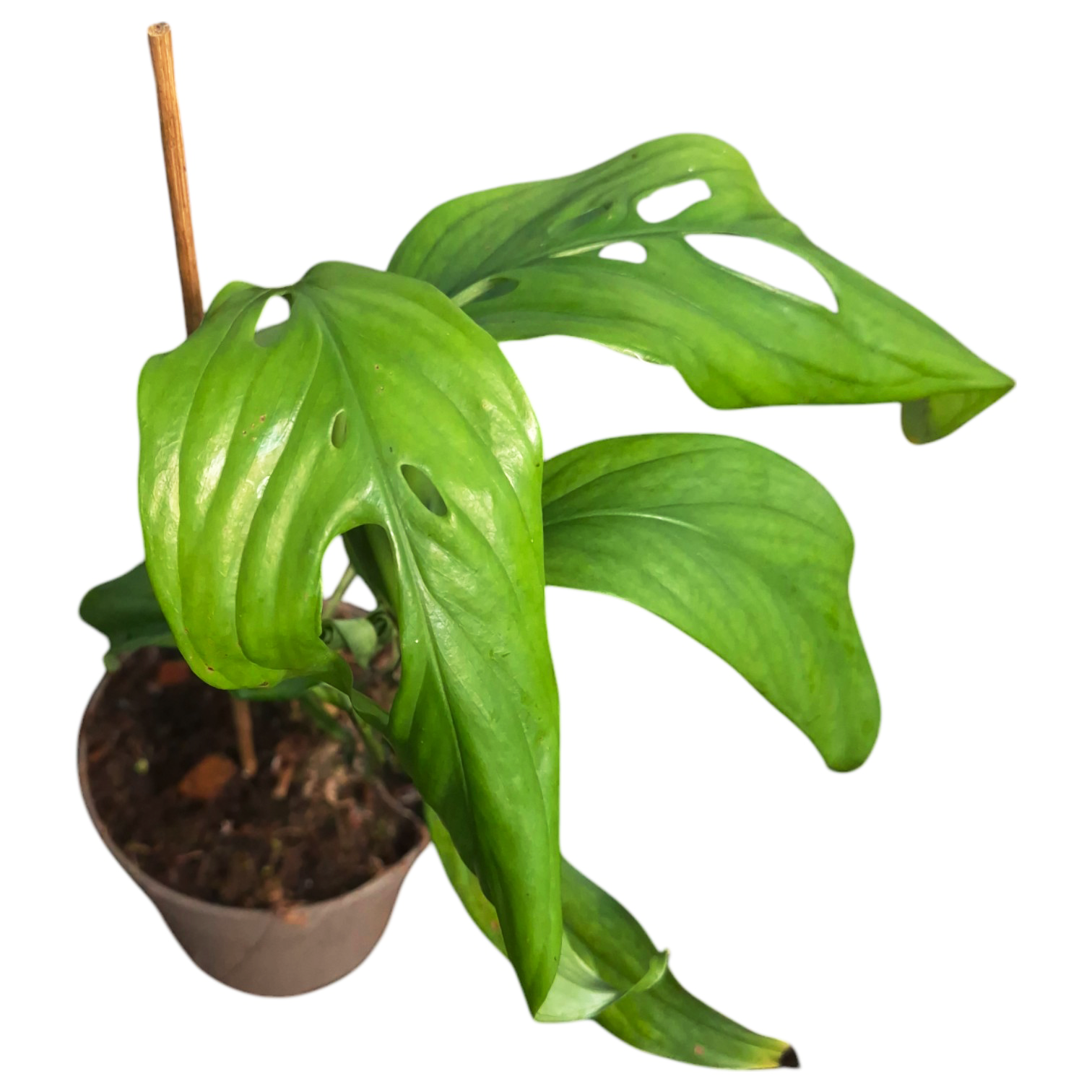 monstera adansonii monstera obliqua Monstera Obliqua 'Filamentous' – Casa Botanica