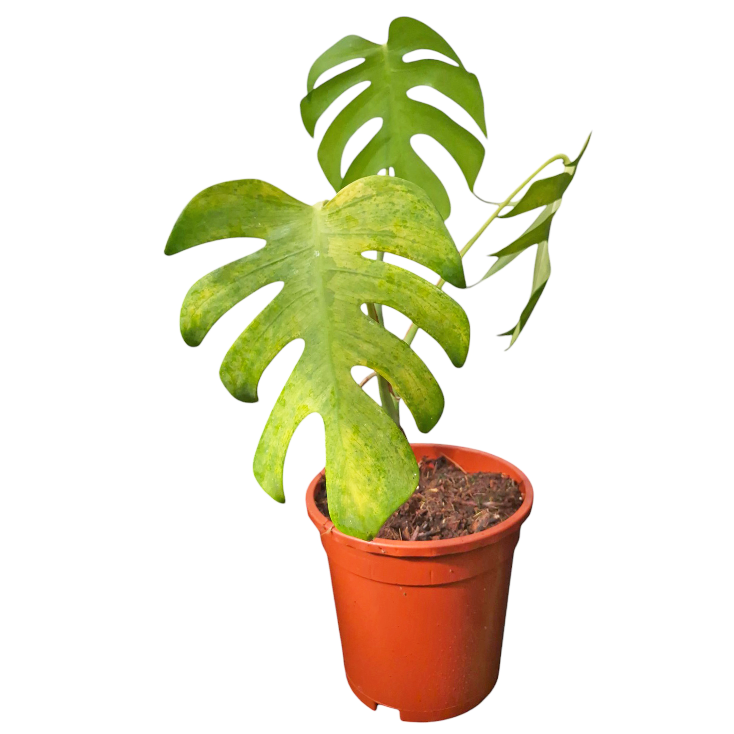 Monstera Deliciosa 'Sierrana' Mexico – Casa Botanica Monstera Deliciosa 'Sierrana' Mexico – Casa Botanica