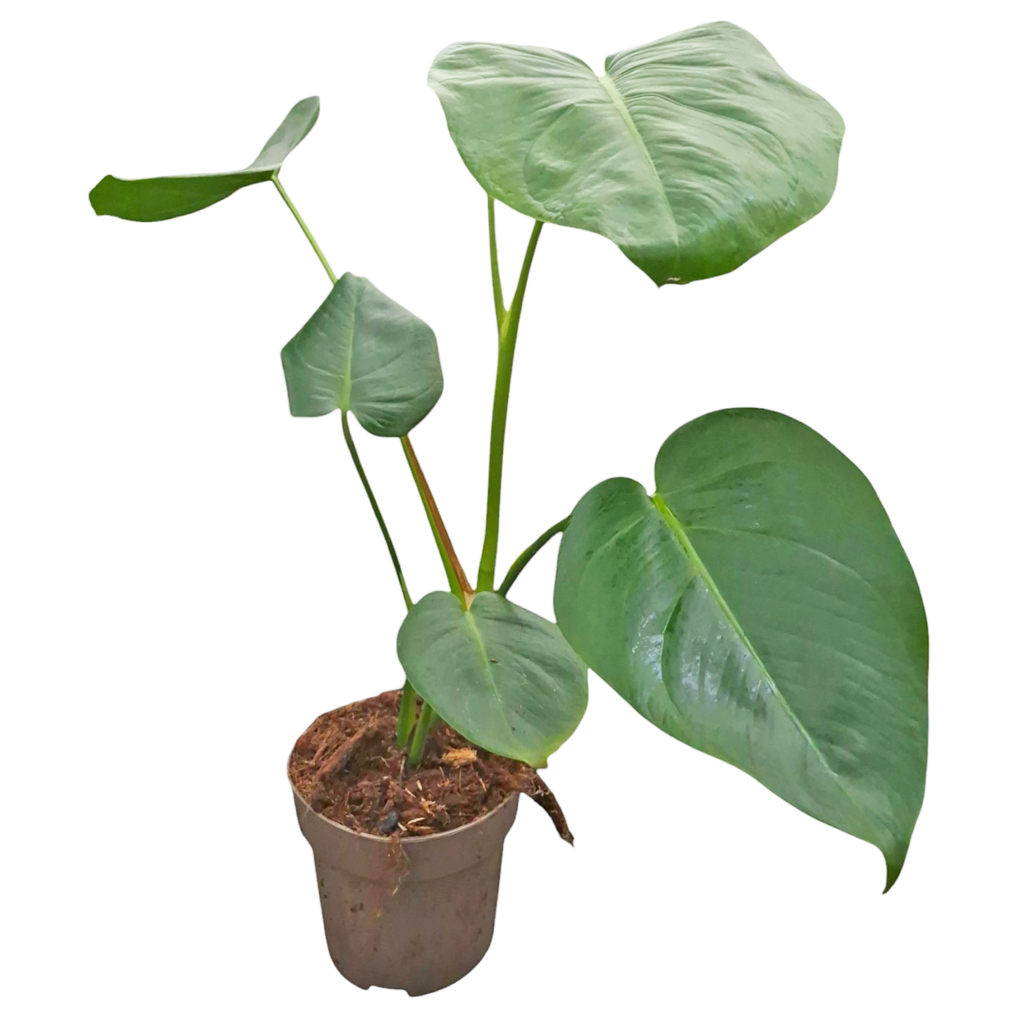 Monstera tacanaensis