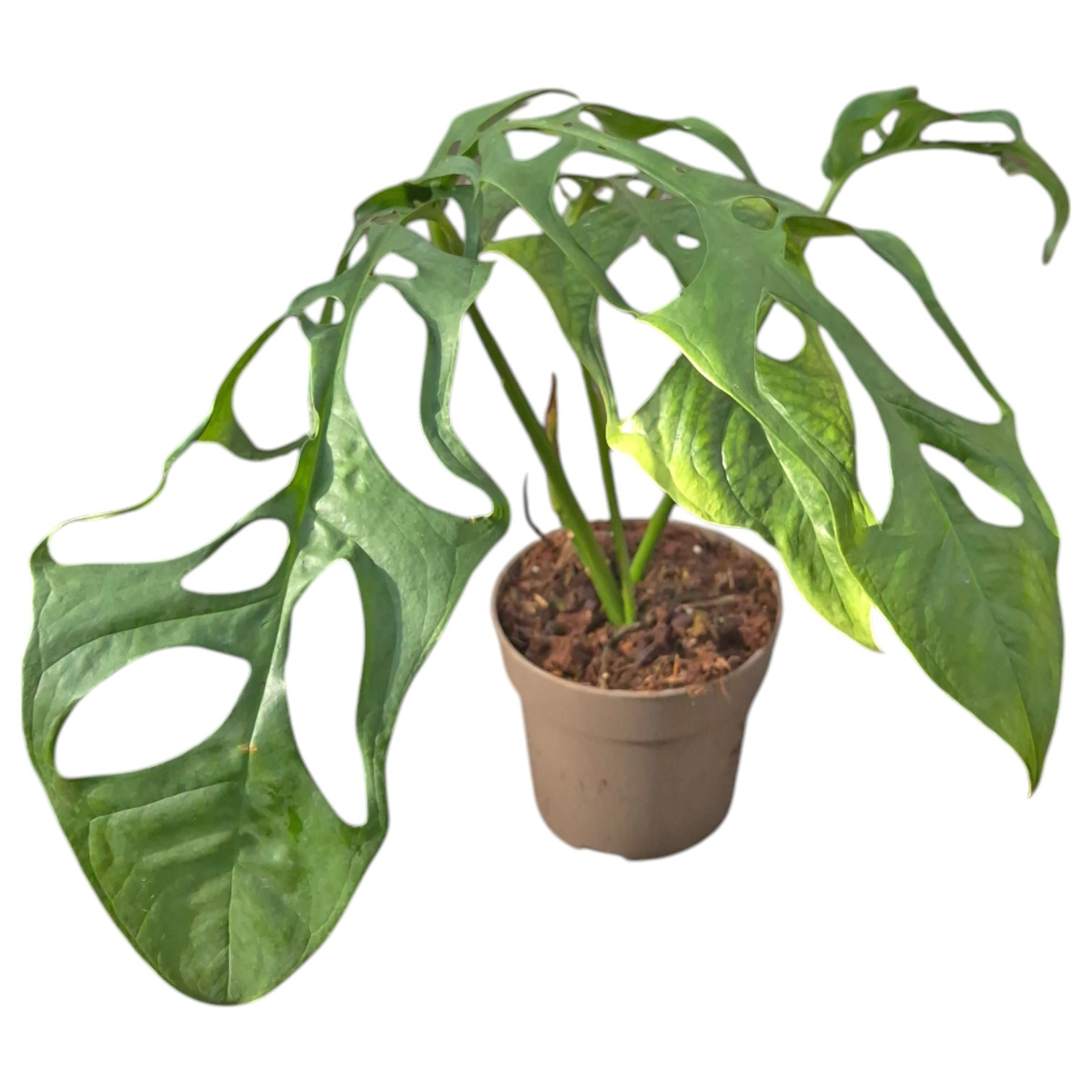Monstera Obliqua 'Tarapoa' – Casa Botanica