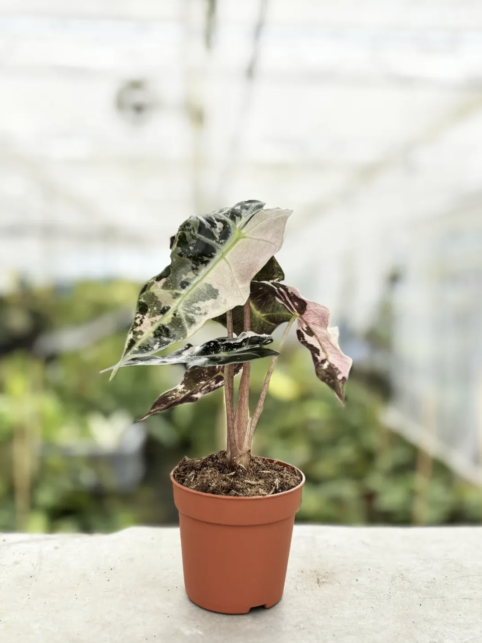 Alocasia Polly Variegata Pink