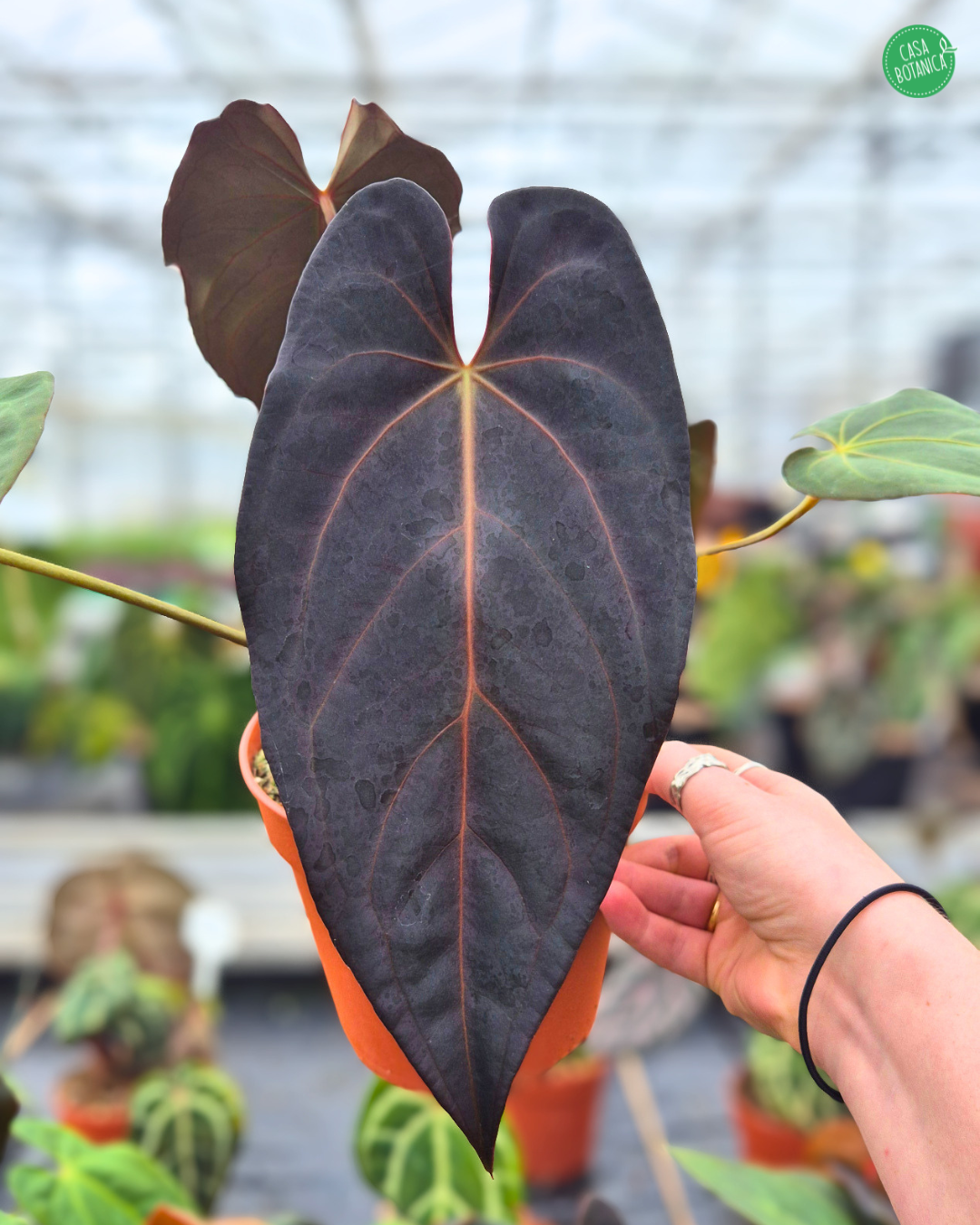 DocBlock Anthurium Dark & Handsome® '9' X Dark & Handsome® '9'