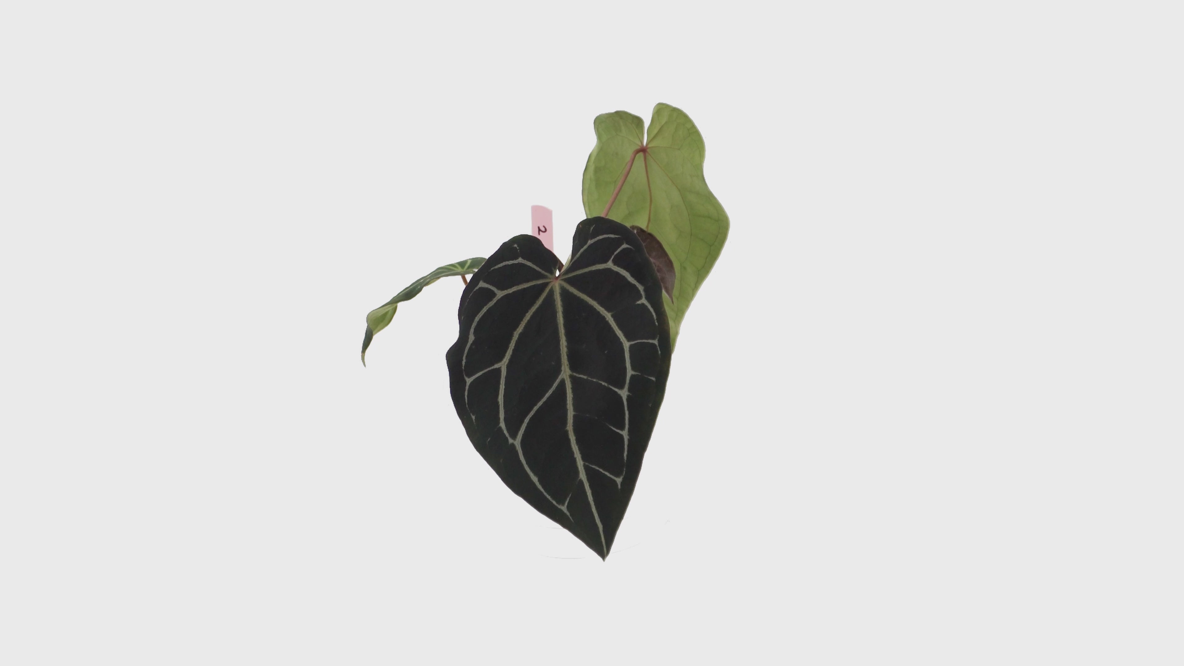 Selected DocBlock Anthurium Michelle® '1' X Black Widow® '13' *2