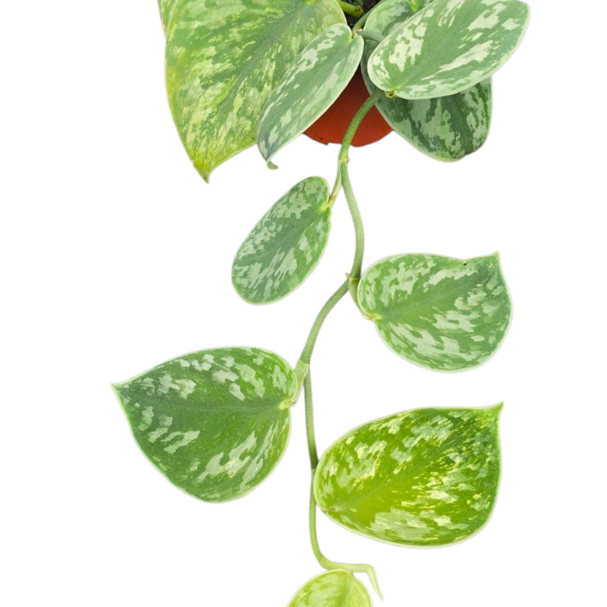 Scindapsus Hologram