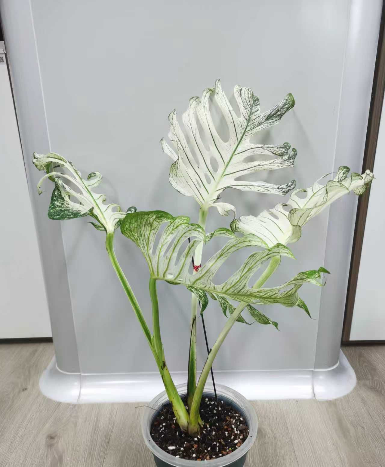 魔鬼龜背竹