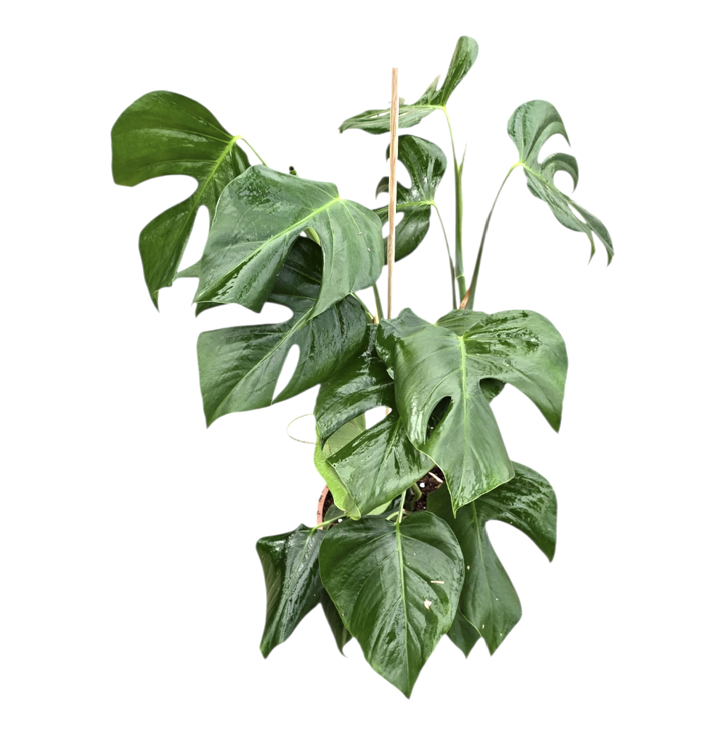 monstera deliciosa var sierrana for sale Monstera Sierrana – Casa Botanica