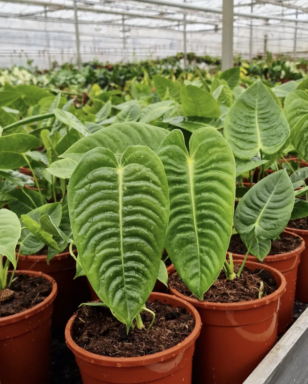 Anthurium veitchii