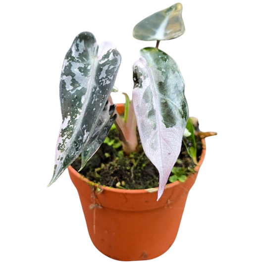 Variegata planten: waarom zijn ze zo populair?