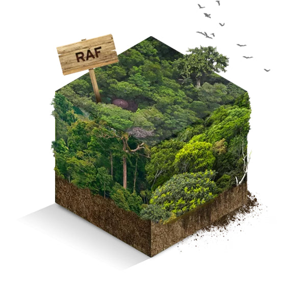 Elke bestelling bij Casa Botanica redt regenwoud