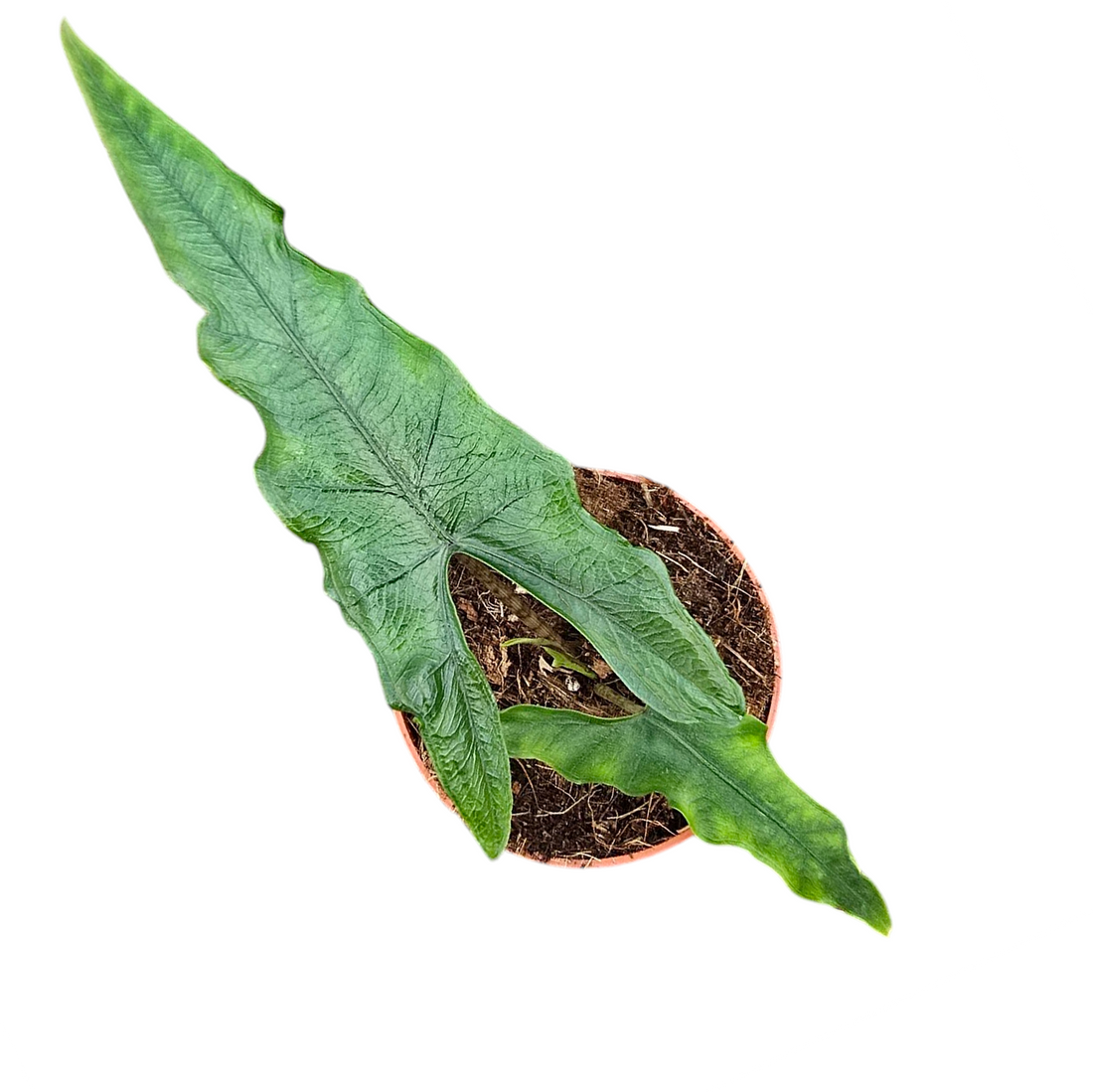 Mini Kamerplanten! Deze Baby Plants zijn te schattig!