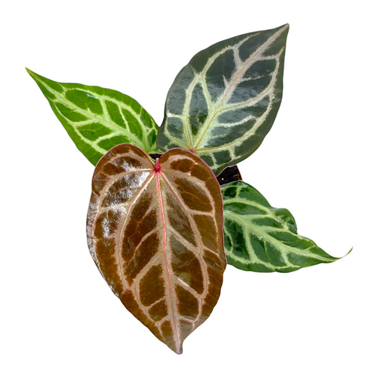 De 5 meest gewilde Anthurium Hybrids 2025