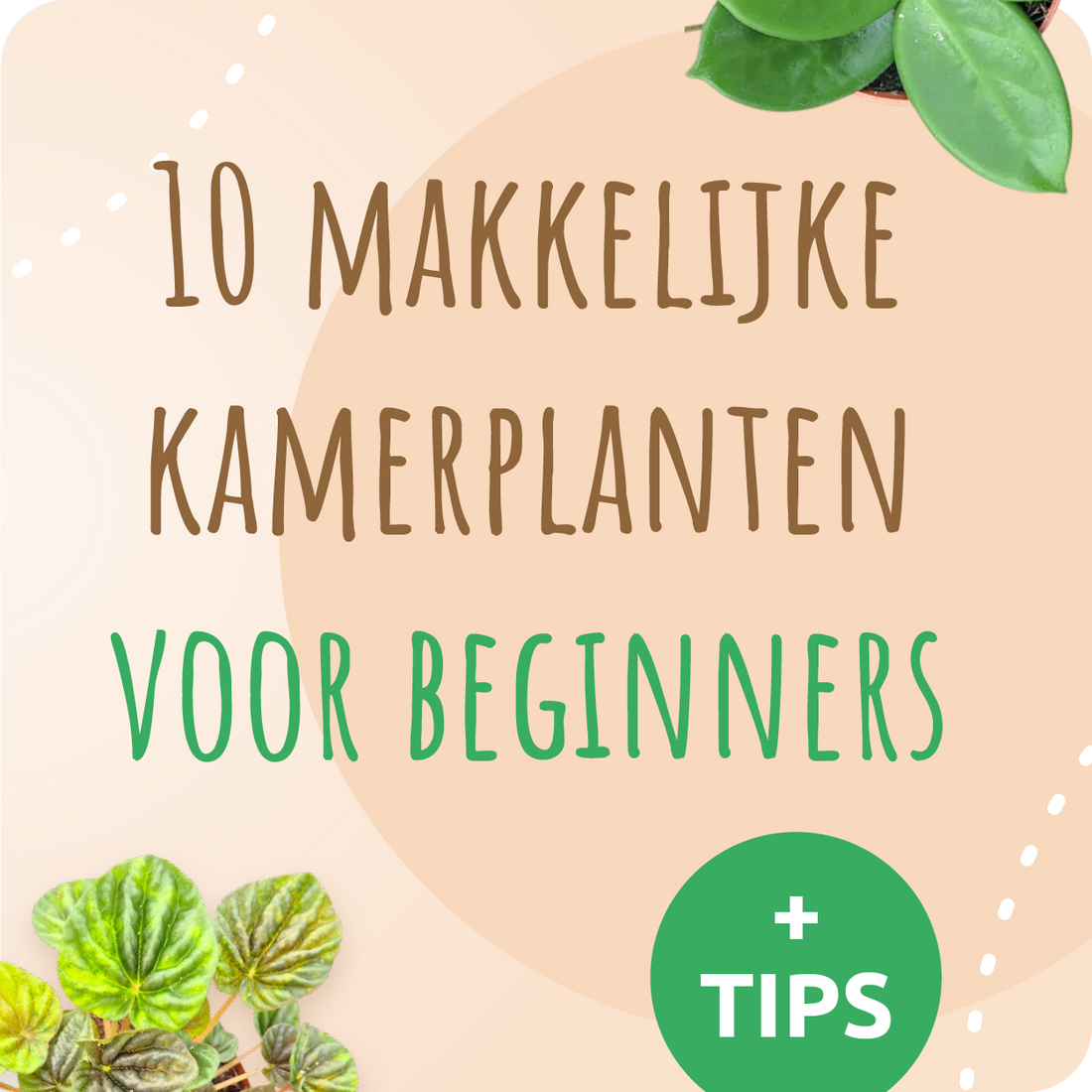 10 Makkelijke kamerplanten voor beginners (inclusief tips) 2026