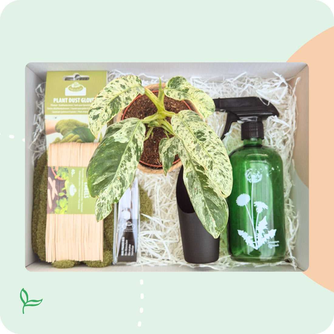 5 originele plant cadeaus voor echte plantenliefhebbers