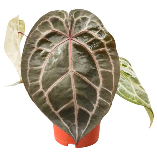 Anthurium ‘Michelle’: De bekende DocBlock-Hybride