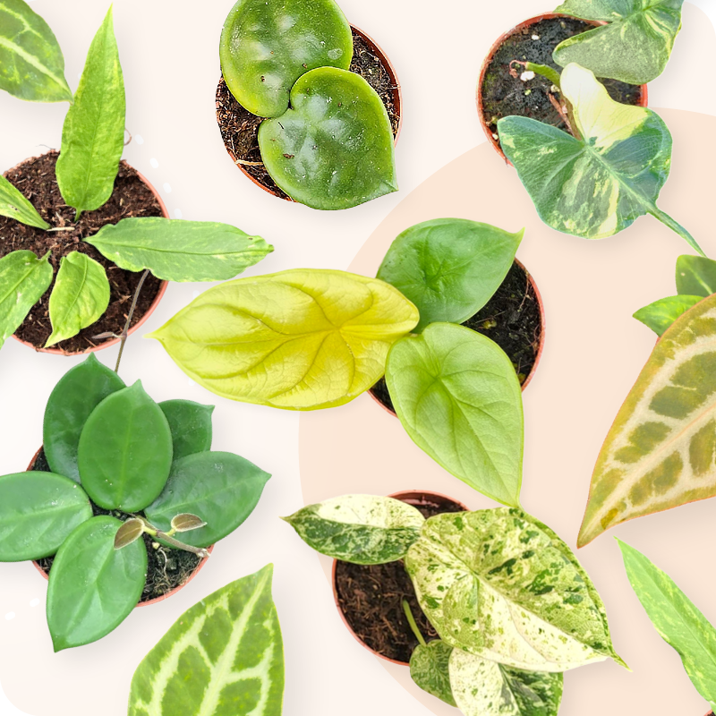 Mini Kamerplanten! Deze Baby Plants zijn te schattig!