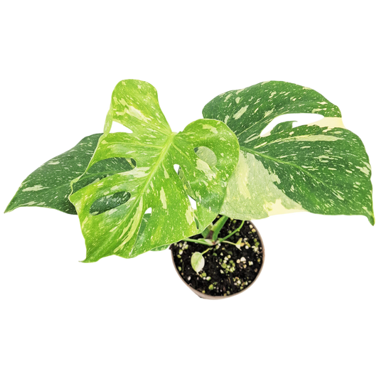 De populairste zeldzame planten (2025)