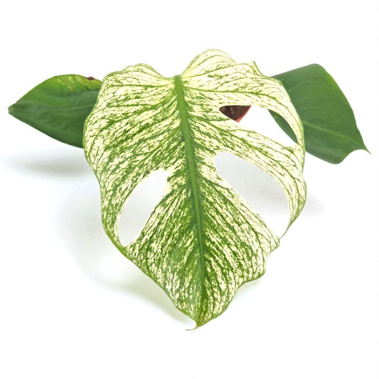 De meest bijzondere kamerplanten van Casa Botanica