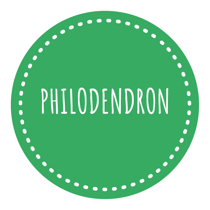 Philodendron