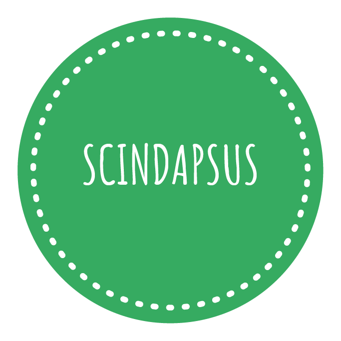 Scindapsus