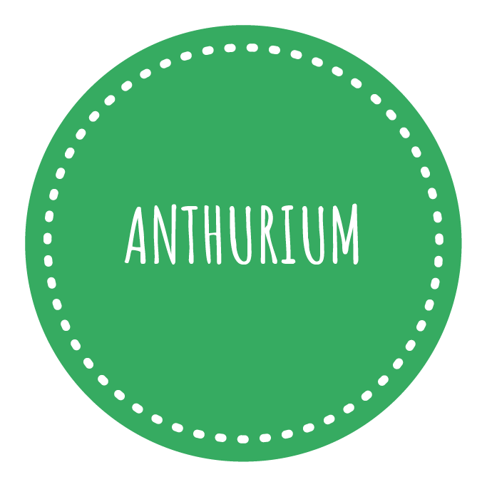 Anthurium