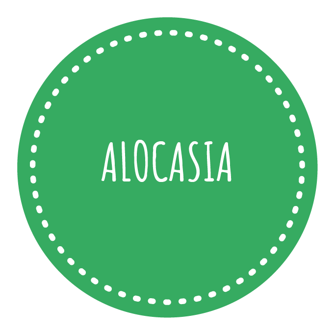 Alocasia