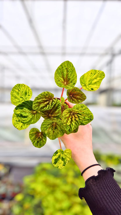 Peperomia Candora® Monet