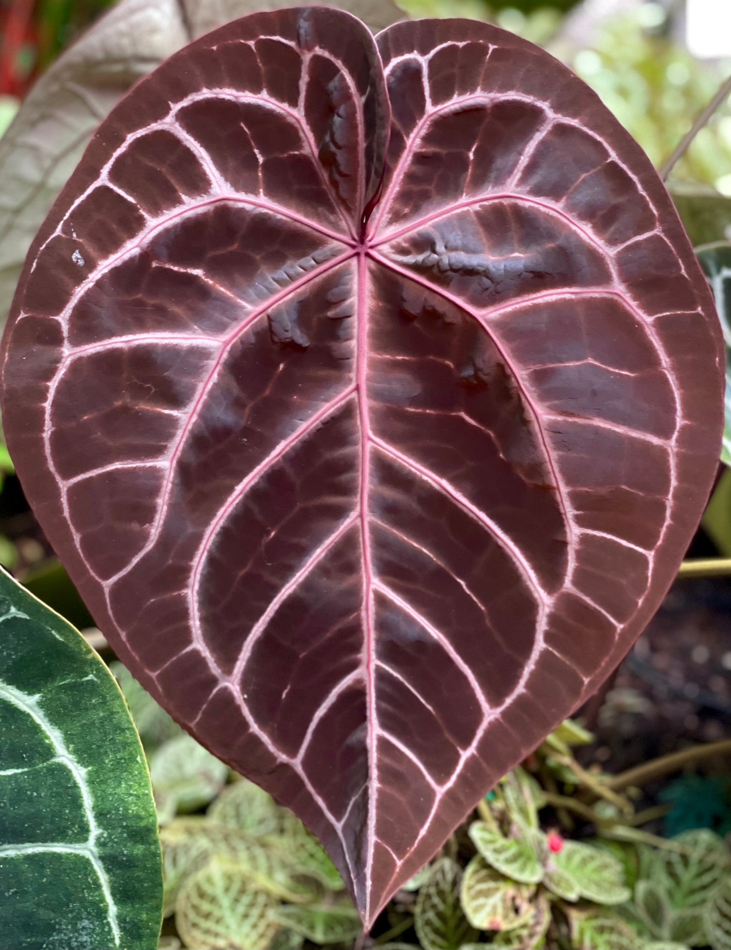DocBlock Anthurium Michelle® '1' × Purple Rain® '27'