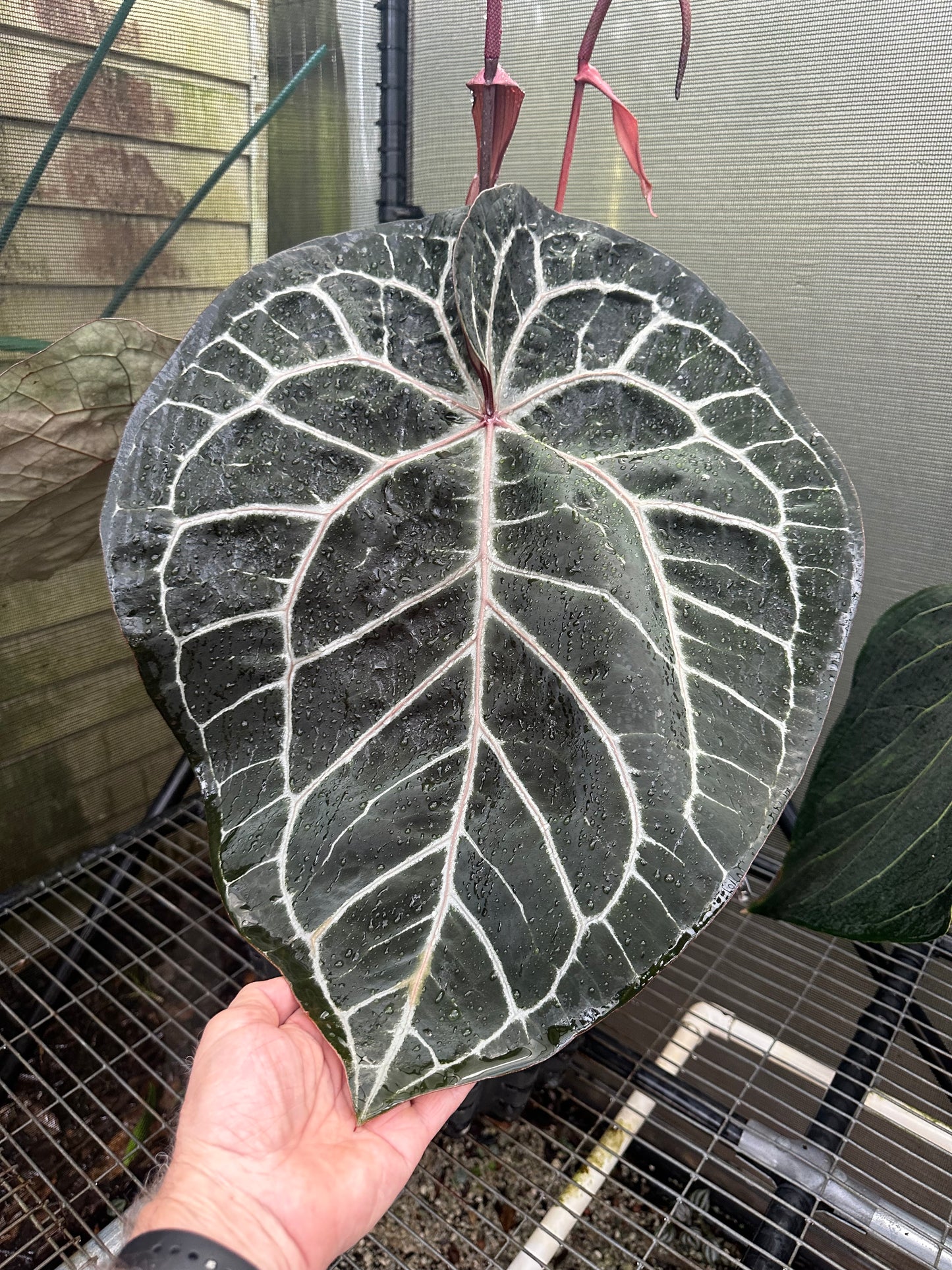 DocBlock Anthurium Dark & Handsome® '9' × Michelle® '10'