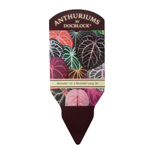 DocBlock Anthurium Michelle® '10' X Minerva® '20' *1