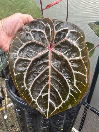 DocBlock Anthurium Michelle® '11' X Dark & Handsome® '9'