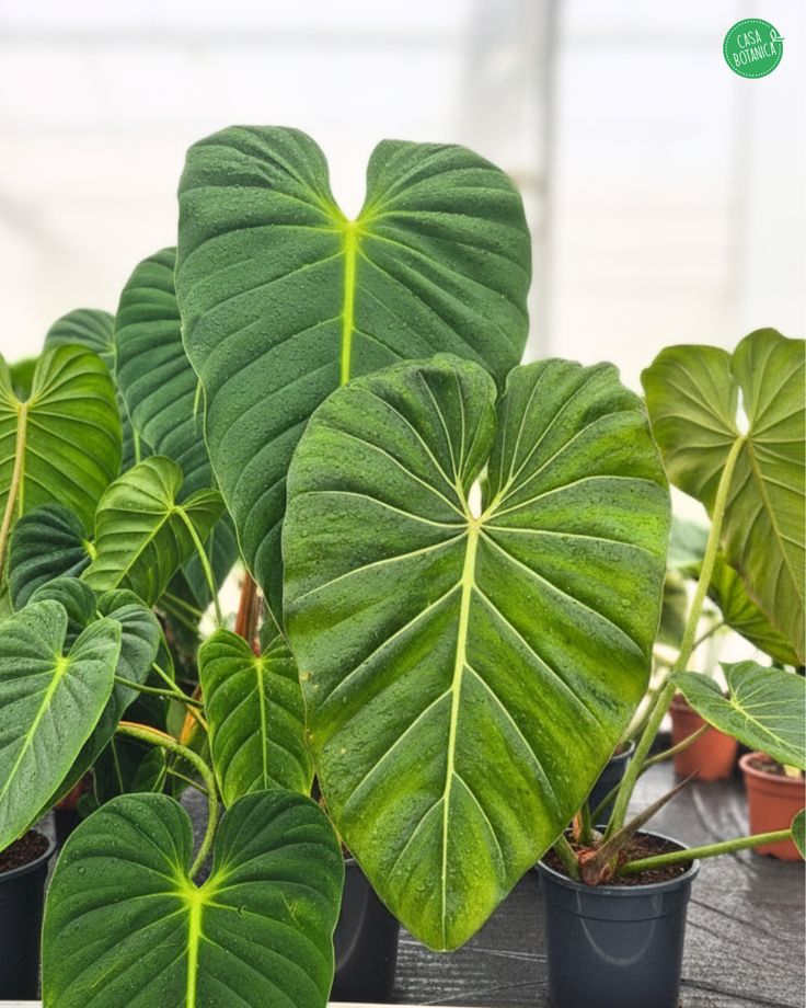 Philodendron Gloriosum x Maximum